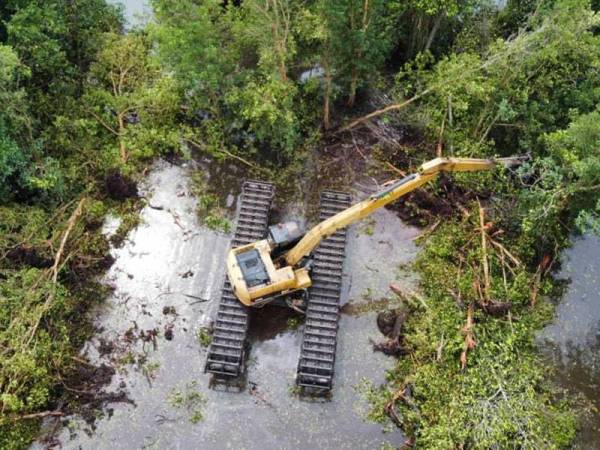 Aktiviti pembersihan telah memusnahkan anak pokok bakau yang ditanam di rizab Sungai Segari. Foto: Ihsan Kuasa. Gambar kecil: Ismady Radzuan