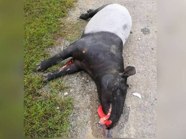 Tapir jantan seberat 450kg ditemui mati di Jalan Kuala Krai-Gua Musang.