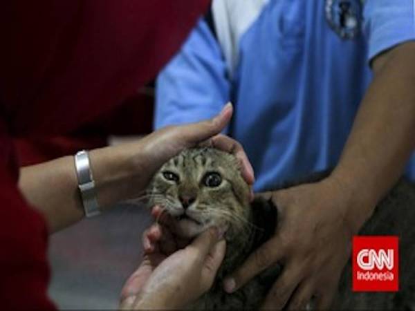 Gambar hiasan - Foto CNN Indonesia