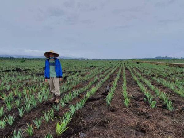 Mohd Firdaus meninjau sebahagian pokok nanas MD2 yang baharu ditanam di kebun miliknya di Simpang Renggam, Kluang pada Rabu.