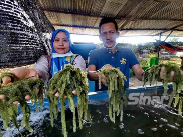 Fatimah dan Abdul Samad menunjukkan latok yang sudah matang dan sedia untuk dijual di restorannya.