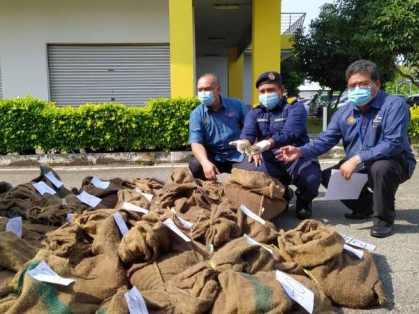 Salehudin (kanan) menunjukkan benih kerang yang cuba diseludup menggunakan trak tunda namun berjaya digagalkan dalam Operasi Inter-Agensi pada sidang akhbar di Pengkalan Utama Jabatan Perikanan Perak, Kampung Acheh, Sitiawan pada Isnin.