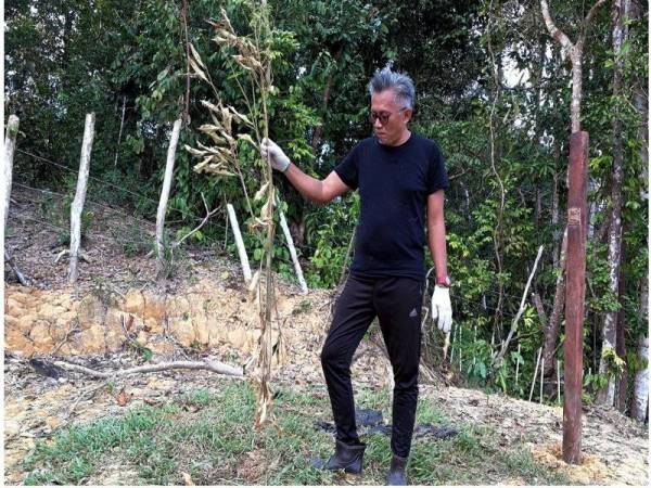 Pengusaha kebun, Zulkifli Mohd Zain, 58, melihat anak pokok durian yang rosak akibat serangan gajah di Kampung Teladas dekat Air Putih, hari ini. - Foto Bernama 