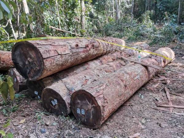 Sebahagian balak yang dirampas kerana disyaki ditebang secara haram di Hutan Simpan Jengka di sini. - Foto JPNP