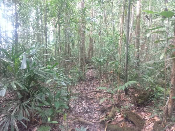 Lokasi dipercayai seorang lelaki orang asli maut akibat diserang gajah liar di Hutan Simpan Teresap, Emdau, Mersing pada Rabu.