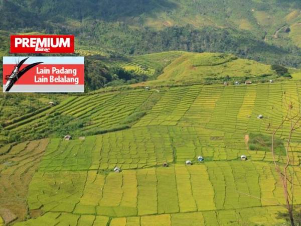 Indonesia merancang untuk membangunkan 148,000 hektar sawah dalam tempoh dua tahun di Kalimantan Tengah sebagai estet makanan.