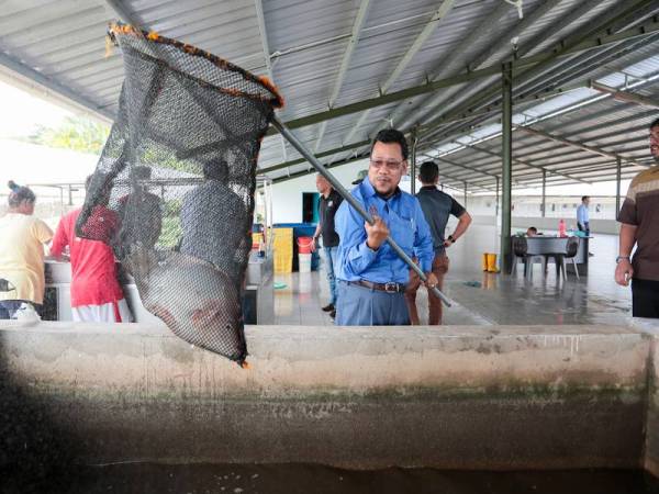 Timbalan Menteri Pertanian dan Industri Makanan II, Dato' Che Abdullah Mat Nawi sewaktu lawatan ke PPK Keningau Sabah untuk meninjau sendiri projek Ahli PPK Keningau, Sabah.