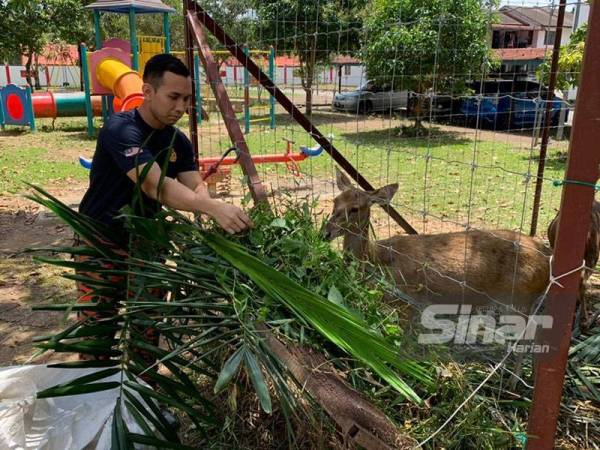 Rusa yang dipelihara semakin jinak dan mudah didekati terutamanya kanak-kanak dan keluarga anggota yang bertugas.