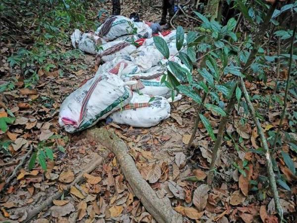 Sebanyak 510 kilogram daun ketum yang dimasukkan dalam 17 guni putih dirampas di Felcra Lubuk Sireh. Foto Ihsan PGA