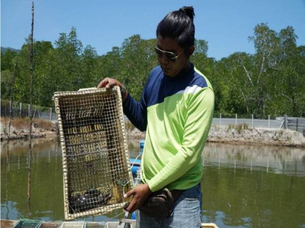 Rusasmizal menunjukkan sebahagian ketam nipah yang diternak di sebuah kolam yang dibina atas sebidang tanah seluas 0.2 hektar di Kubang Badak kira-kira 30 kilometer dari Bandar Kuah. - Foto Bernama