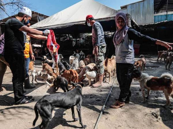 Ebit (kiri) turut membantu memberikan makanan kepada anjing di Pusat Pengurusan haiwan terbiar, Pak Mie Shelter di Jalan Tanjung Bendahara, Alor Setar pada Rabu. FOTO FACEBOOK EBIT LEW