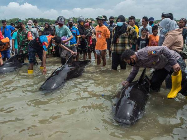 Orang ramai berkumpul di pantai Bangkalan, Pulau Madura untuk melihat operasi menyelamat puluhan paus pilot yang terkandas itu. - Foto: AFP