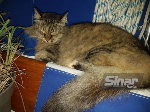 Kucing jenis Semilonghair yang dirampas daripada pelancong asing di Terminal Feri Antarabangsa Jeti Kuah, Langkawi pada Jumaat.