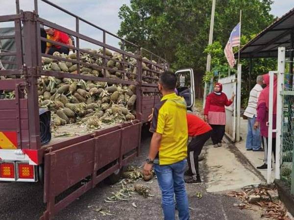 Nanas moris yang dibeli daripada pekebun di Pontian akan diagihkan kepada penduduk Ampangan bermula Selasa ini.