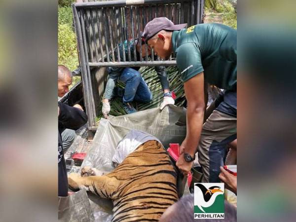 Haiwan pemangsa ini dimasukkan ke dalam kurungan dan akan dipindahkan ke Pusat Menyelamat Hidupan Liar Kebangsaan (NWRC) untuk rawatan susulan dan pemantauan lanjut. Foto: Perhilitan