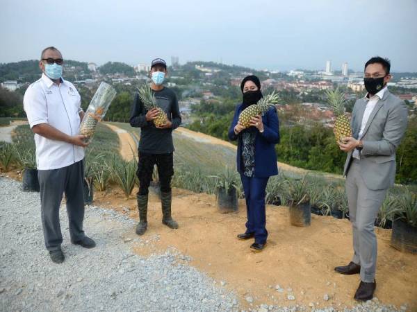 Haslina (dua dari kanan) bersama Mohd Noorhardy (dua dari kiri), Muhammad Yusni (kiri) dan Mohammad Ezri (kanan) menunjukkan buah nanas MD2 di ladang nanas Kampung Sungai Merab.