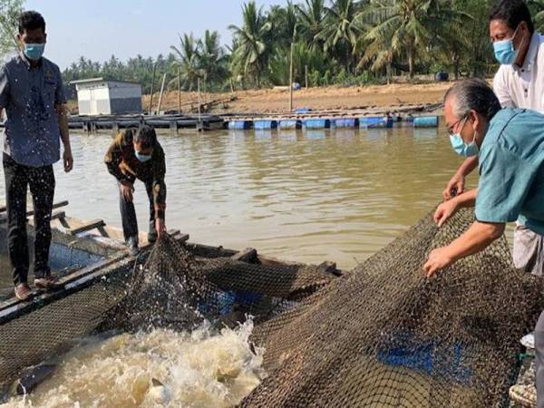 Che Abdullah (dua dari kiri) bersama Nazri (kiri) melihat ikan tilapia merah yang dipelihara Mohd Zain (kanan) di Kampung Pantai Kundor, Kota Bharu pada Khamis.