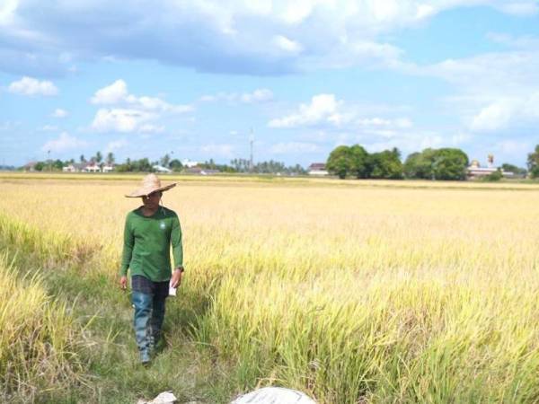 Pengedaran benih padi sah oleh Nafas membantu memudahkan petani dalam meningkatkan produktiviti tanaman mereka.