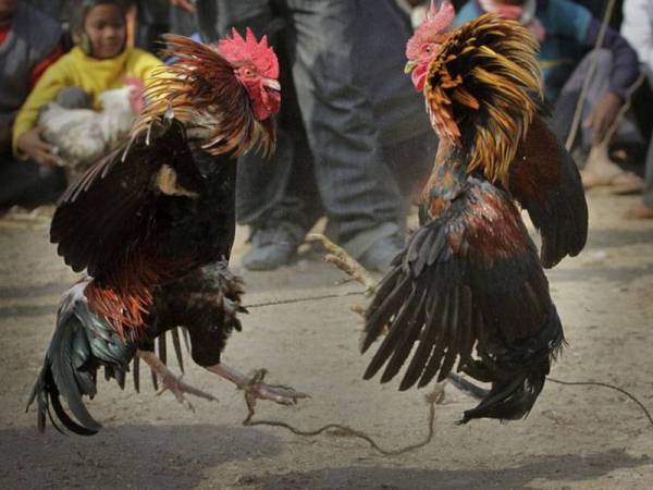 Ayam Jantan Bunuh Tuan