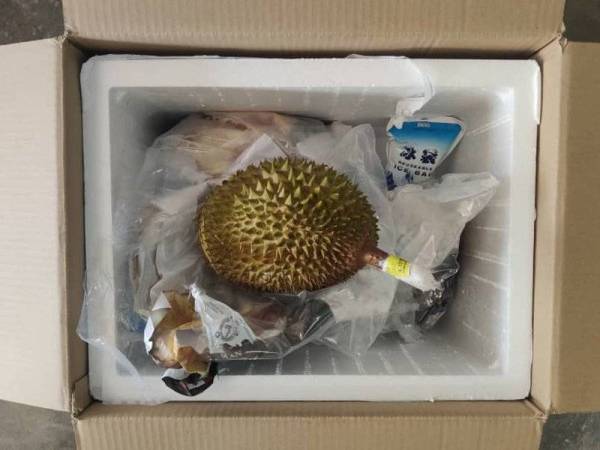 Durian musang king yang cuba dibawa keluar ke Indonesia melalui KLIA, Sepang pada Selasa diletakkan dalam kotak.