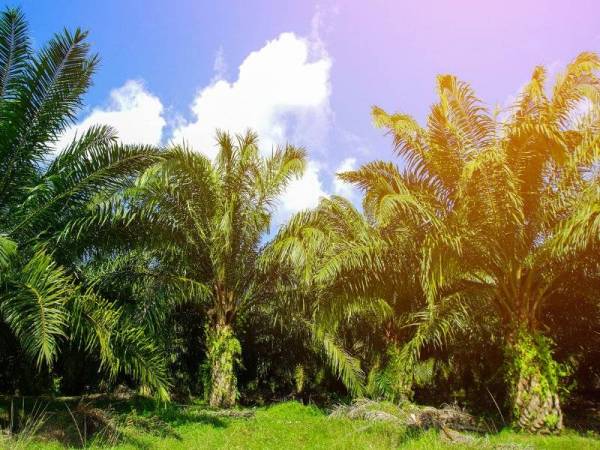 Kerajaan cari langkah terbaik untuk memastikan pendapatan para pemain industri seperti pekebun kecil getah dan kelapa sawit tidak terlalu terjejas ketika menghadapi musim panas ketika ini.23RF