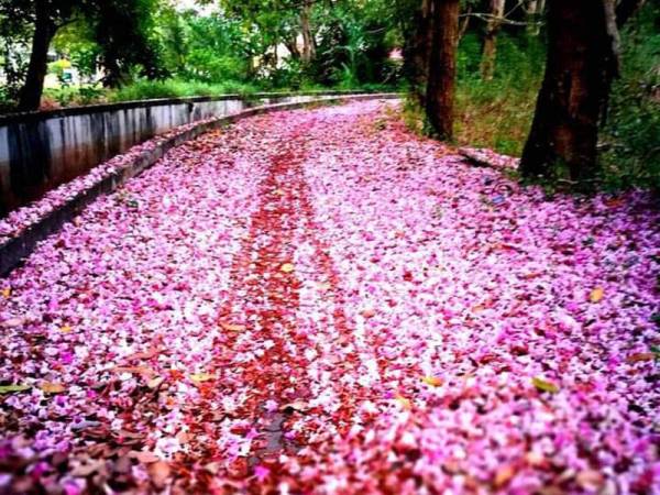 Fenomena Sakura Kedah Tidak Semeriah Tahun Lalu