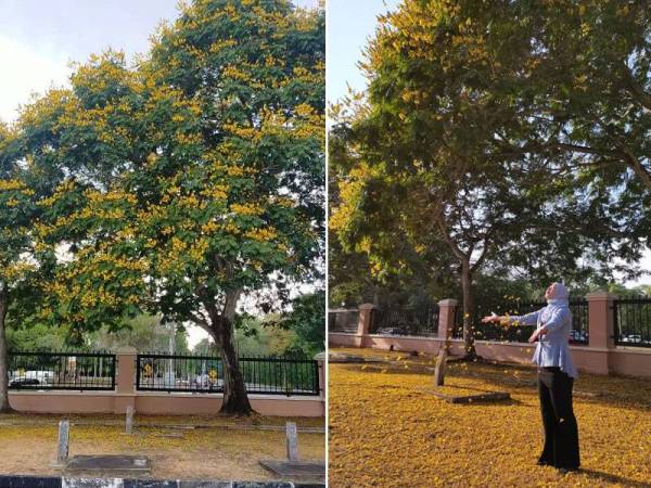 Fenomena Sakura Kedah Tidak Semeriah Tahun Lalu