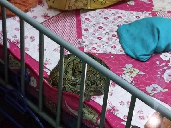 Ular sawa berada di atas katil ketika kanak-kanak berusia dua tahun sedang tidur dalam kejadian di Kampung Gangsa, Durian Tunggal pada malam Sabtu.