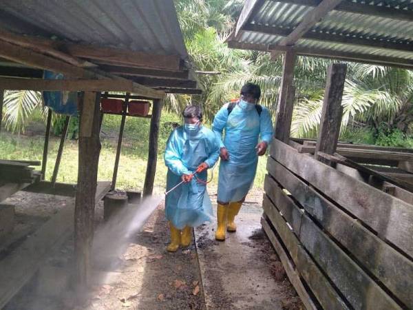 Kerja-kerja sanitasi di lakukan di ladang babi di Pitas.