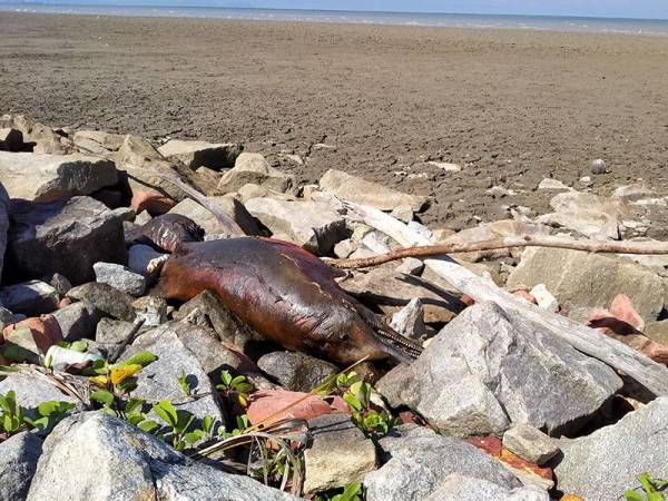 Bangkai ikan lumba-lumba ditemui terdampar di pesisiran pantai dekat Kampung Paya, Kota Kuala Muda, Kedah.