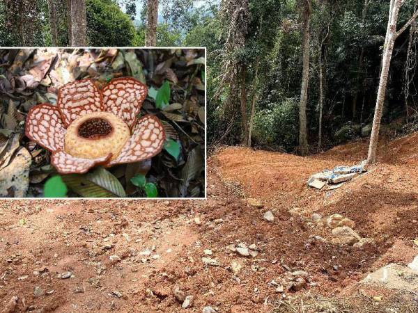 Kawasan habitat Bunga Pakma di Tasik Kenyir yang mengalami kemusnahan. - Foto: MNS Terengganu.