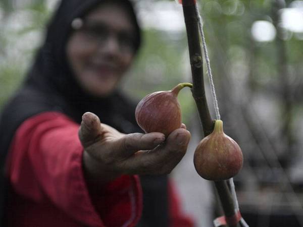 Penanaman Buah Tin