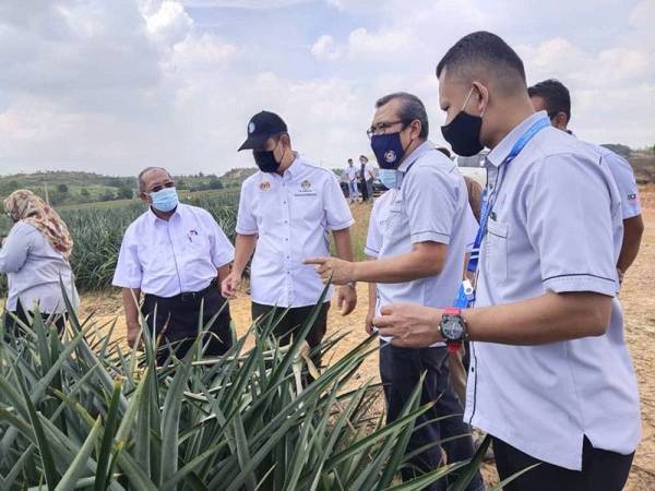 Dr Sahruddin (tiga dari kanan) dibawa meninjau kawasan ladang nanas MD2 sempena lawatan kerja beliau ke RIPP, Kampung Tanam Kuala Rompin, Rompin pada Selasa.