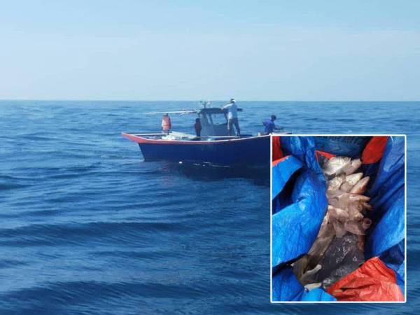 Bot nelayan yang dikesan berada di kedudukan 18.3 batu nautika barat Laut Pulau Jarak di sini ditahan KM Tugau. Gambar kecil: Ikan pelbagai jenis seberat 10kg turut dirampas Maritim.