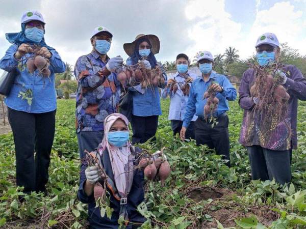 Ubi Lembayung yang dihasilkan MARDI mampu memberikan pulangan tinggi kepada petani.