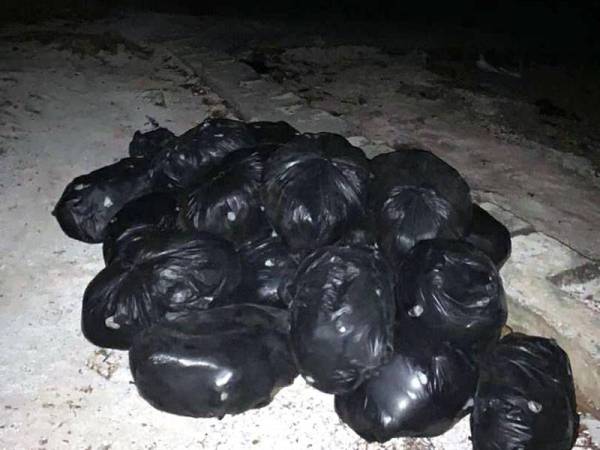 Bungkusan daun ketum yang ditemui di pesisiran Pantai Kurung Tengar, Kuala Perlis awal pagi Jumaat.