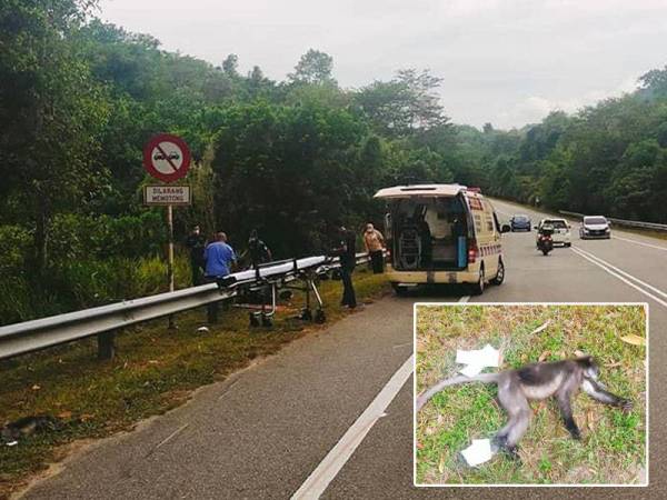 Mangsa dihantar ke klinik kesihatan untuk rawatan awal sebelum disahkan meninggal dunia. - Foto ihsan pembaca. Gambar kecil: Bangkai kera dijumpai di tempat kejadian. - Foto ihsan pembaca