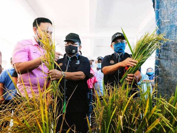 Ronald melihat padi pulut yang akan menjadi produk 'signature' di Pulau Langkawi yang dikenali sebagai Pulut Legenda.