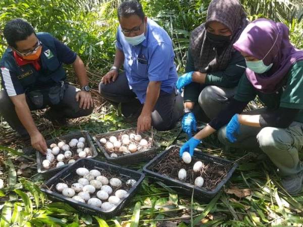 Salman (kiri) menunjukkan 56 biji telur buaya yang ditemui di muara Sungai Batu Pahat pada Rabu. 