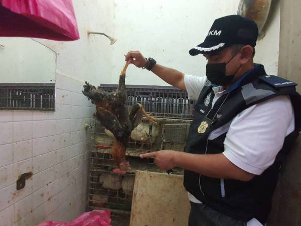 Mohd Wazir menunjukkan bangkai ayam yang ditemui dalam reban bersama beberapa ekor ayam yang masih hidup dalam sebuah kedai runcit di Taman Perwira, Permatang Tinggi, Bukit Mertajam pada Khamis. 