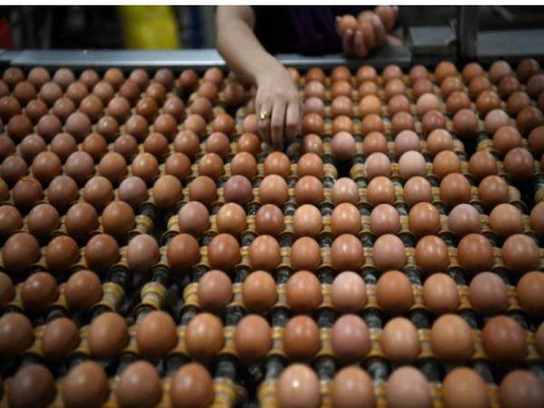 Singapura menarik balik telur yang diimport dari sebuah lagi ladang dari Malaysia setelah mengesan kehadiran bakteria Salmonella Enteritidis (SE). - Gambar hiasan