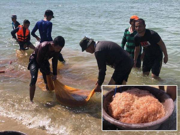 Orang ramai tidak melepaskan peluang menyungkur dang geragau di PCB. Gambar kecil: Udang geragau yang diperolehi ada dijual dan dibuat makan sendiri.