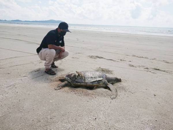 Mohd Hanafi melihat bangkai penyu agar yang ditemui di Pantai Balok.