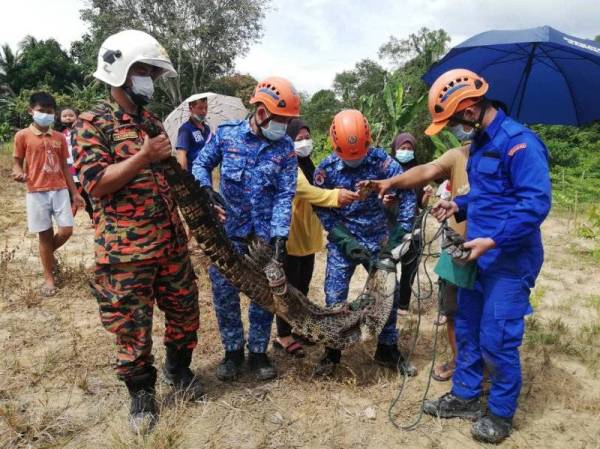 Buaya seberat 100kg dan mempunyai panjang dua meter itu berjaya ditangkap pasukan penyelamat APM dan bomba di Kampung Titiku Pamalan, Keningau.