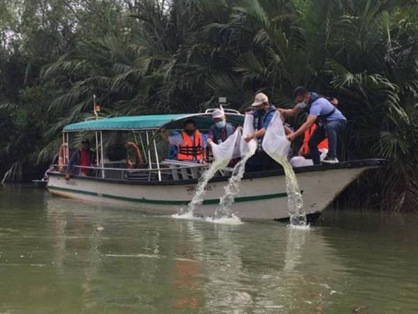 Ahmad ketika melepaskan benih udang galah di Sungai Kesang, di sini pada Selasa.