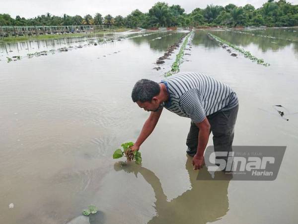 Mohd Nordin melihat anak pokok tembikai yang ditanam ditenggelami air di kebun di Kampung Ubai, pada Rabu.