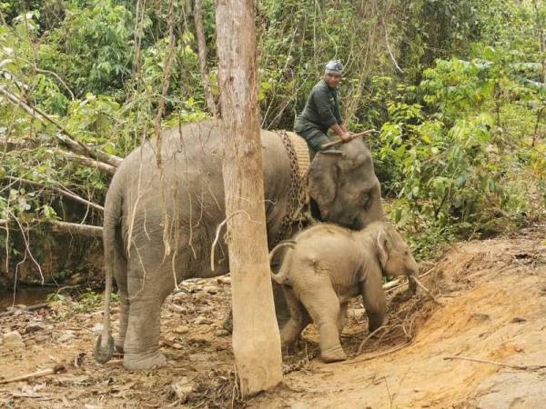 Anak gajah diberi nama Awang Sira turut dipindahkan dalam operasi itu.