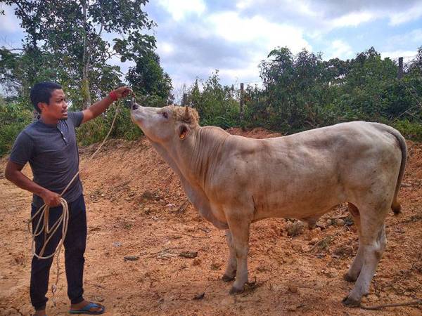 Awang,lembu sado jinak yang dimiliki Mohd Faizal sejak awal tahun ini.