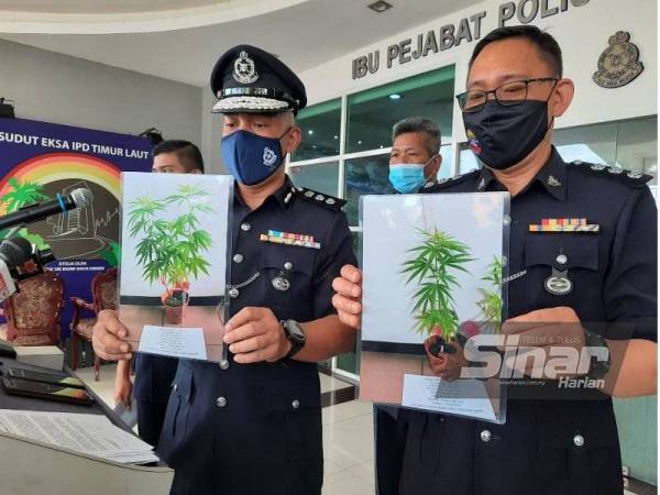 Soffian (kiri) bersama pegawainya menunjukkan gambar pokok ganja yang dirampas dari rumah suspek.