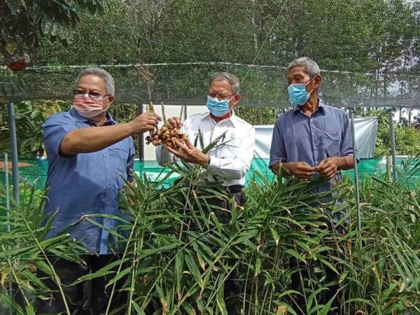 Mustapa (tengah), Shamshulkahar (kiri) dan Amran (kanan) meninjau kebun halia disini.